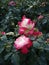 Pink and white garden roses on a blury green background, selective focus