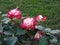 Pink and white garden roses on a blury green background, selective focus