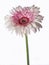 Pink and white Gerbera Daisy, Isolated