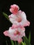 Pink and White Gladiolas Isolataed on Black