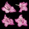 Pink-white gladiolus flowers on a black background