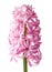 Pink and white Hyacinth flower