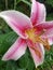 Pink and white hybrid lily