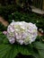 Pink white hydrangea