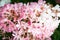 Pink and white inflorescences of paniculate hydrangea Hydrangea paniculata, beautiful autumn blossom in the garden close