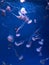 Pink- White jellyfish in a dark aquarium