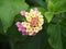 Pink and white lantana Watsons Bay, NSW Australia