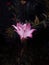 Pink and white lily full bloom dark background