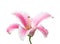 Pink and white lily isolated on a white background