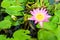 pink white lotus flower blooming on water surface swamp