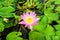 pink white lotus flower blooming on water surface swamp