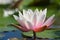 Pink-white lotus flower with water drops on lake surface