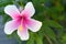 Pink and white macro hibiscus flower on blur green leaves background.