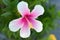 Pink and white macro hibiscus flower on blur green leaves background.