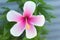 Pink and white macro hibiscus flower on blur green leaves background.