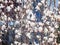 Pink and White Magnolia Blossoms