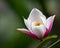 Pink and white Magnolia (Magnoliaceae family) with yellow stamen. Generative-AI