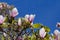 Pink and White Magnolias Blooming on a Tree With Blue Sky Background