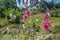 Pink and white mallows flowers blossoming with green meadow in background