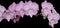 Pink and white moon orchid flowers.png