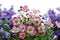 Pink and white mossy Saxifrage flowers with defocused purple flowers