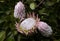 Pink white native protea flowers