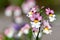 Pink and white nemesia flowers