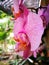 Pink and white orchid Phalaenopsis in exotic tropical Colombia