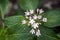 Pink and white Penta flowers