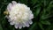 Pink and White Peony Flower in Full Bloom with a Tight Green Bud Nearby