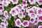 Pink and white petunia outdoors, flower background, floral pattern, garden bed decoration. Summer season, bright nature plant. The