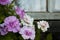 Pink and white petunias against the farm window