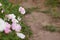 Pink and white petunias bloomed in the flowerbed. side view. blur, garden and vegetable garden. nature and vegetation.