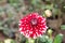 A pink white pincushion flower Scabiosa columbaria Related to species of sunflower, daisy, chrysanthemum, and zinnia. It is also