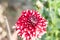 A pink white pincushion flower Scabiosa columbaria Related to species of sunflower, daisy, chrysanthemum, and zinnia. It is also