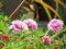 Pink and white Portulaca flower blossoming in a pot on a bright