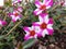 Pink and white Portulaca grandiflora flowers