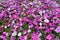 A pink, white and purple common garden petunia background. Blooming multiflora petunias in the flowerbed with pink flowers