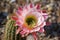 Pink white and red cactus flowers in Arizona desert