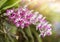 Pink and white Rhynchostylis flower
