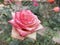 Pink and white rose blooming in a garden