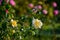 Pink white rose flower blossom macro closeup beauty bloom nature petals floral botany garden park details springtime background