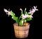 Pink, white Schlumbergera, Christmas cactus or Thanksgiving cactus flowers, in a brown flower pot, close up