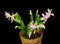 Pink, white Schlumbergera, Christmas cactus or Thanksgiving cactus flowers, in a brown flower pot, close up, bokeh background