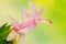 Pink, white Schlumbergera, Christmas cactus or Thanksgiving cactus flowers, in a brown flower pot, close up, bokeh background