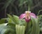 Pink And White Slipper Orchid
