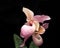 Pink And White Slipper Orchid