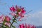 Pink and white spider flower in the garden. spiny spiderflower or Cleome spinosa in the garden.