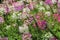 Pink and white spider flower in the garden. spiny spiderflower or Cleome spinosa in the garden.