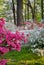 Pink and White Spring Blooming Azalea Plants in Maryland